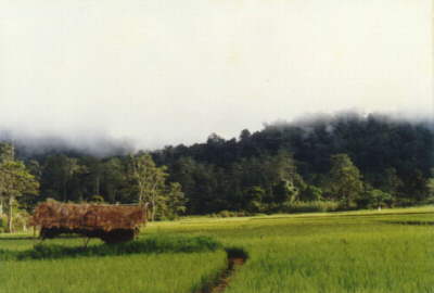 Early morning in Napu Valley