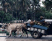 Ox-cart in Palu